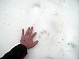 snowshoe-boardman-lake-11.jpg