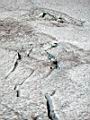 camp-muir-124
