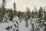 snowshoeing-pilchuck-13