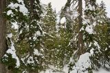 snowshoeing-pilchuck-16
