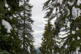snowshoeing-pilchuck-20