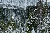 snowshoeing-pilchuck-26